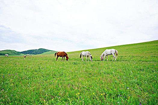 草原,牧场,白桦林,旷野,内蒙古