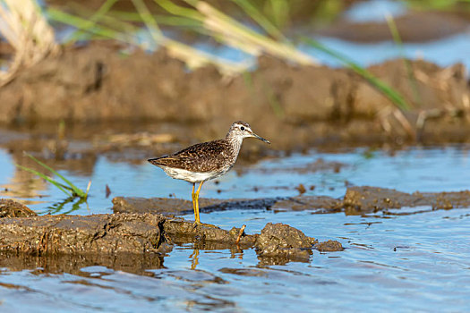 一只小青脚鹬鸟独自在翻过的水田泥地上活动和觅食