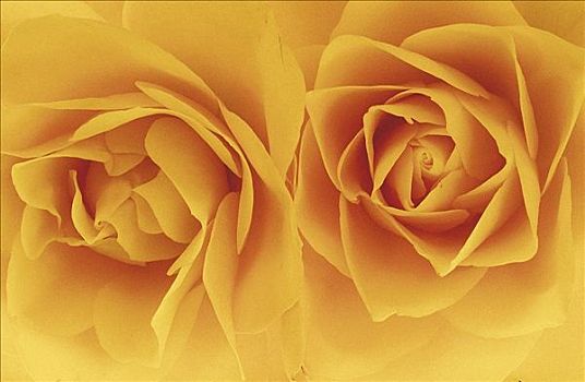 黄玫瑰,花