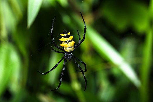 黄蜂,蜘蛛,金蛛属,国家公园,马达加斯加,非洲