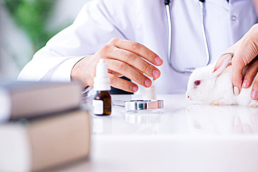 兽医,博士,检查,宠物,兔子,诊所