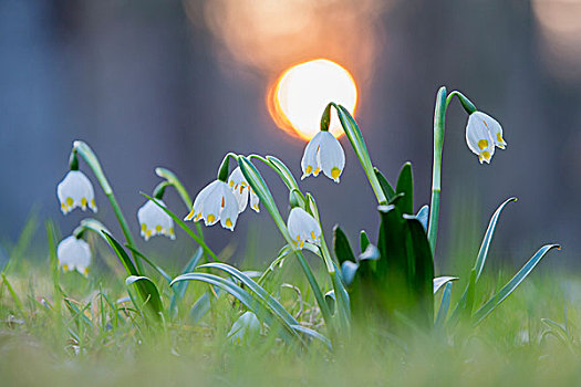 春天,雪片莲,中间,生物保护区,萨克森安哈尔特,德国,欧洲