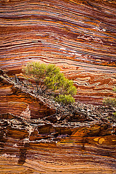 灌木,岩石上,台架,石台,环,卡巴里国家公园,西澳大利亚州,澳大利亚