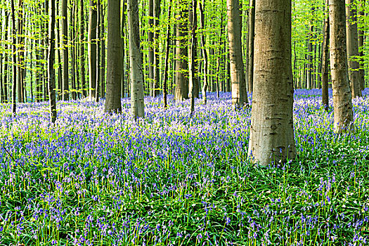 欧洲山毛榉,树林,野风信子,蓝铃花,春天,布鲁塞尔,比利时