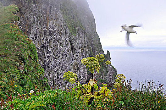 当归,海鸥,悬崖,冰岛,欧洲