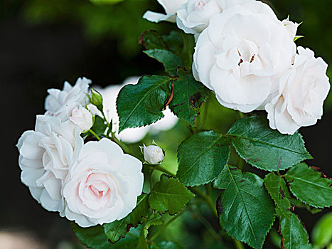 白色蔷薇