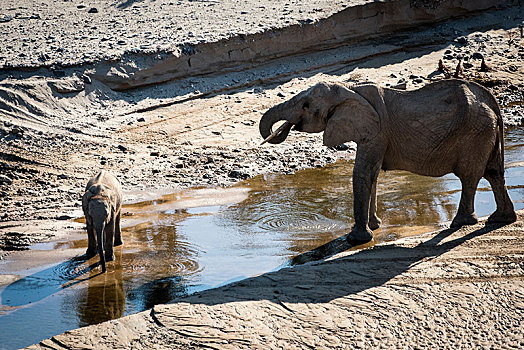 荒芜,大象,靠近,纳米比亚