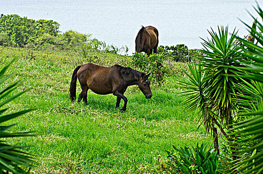 马,草地,靠近,酒店,宅邸,湖,阿雷纳尔,哥斯达黎加,中美洲