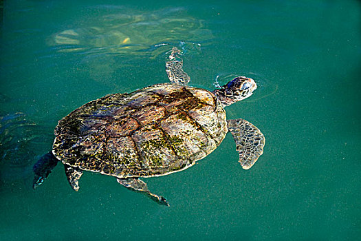 绿海龟,龟类,成年,游泳,水,开曼群岛,大开曼岛,加勒比海