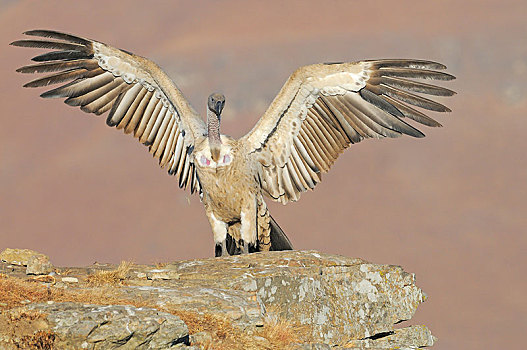 秃鹰,南非兀鹫,降落,岩石上,城堡,国家公园,纳塔耳,南非,非洲