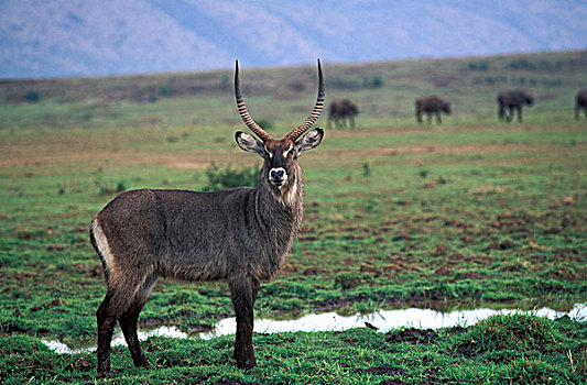 肯尼亚,纳库鲁湖国家公园,雄性,水羚