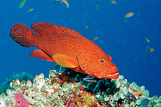 弗米利恩,黑鲈,珊瑚,石斑鱼,青星九刺鮨,马尔代夫,印度洋