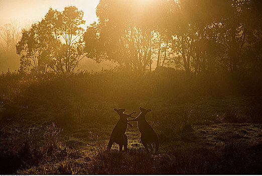 大灰袋鼠,争斗,哥斯高国家公园,新南威尔士,澳大利亚