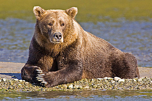 美国,阿拉斯加,沿岸,棕熊,三文鱼,捕鱼,湾,卡特迈国家公园