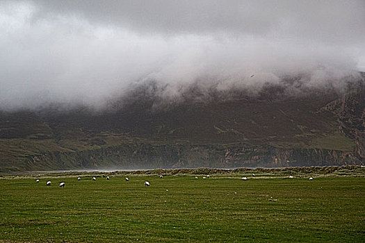 绵羊,放牧,阿基尔岛,梅奥县,爱尔兰