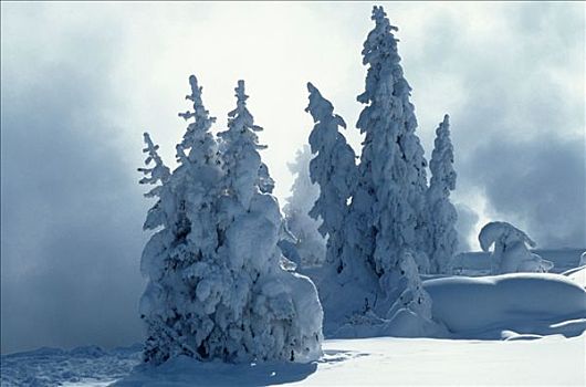 积雪,针叶树,喷泉,油漆桶,黄石国家公园,美国