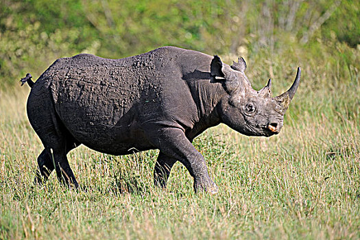 黑犀牛,犀牛,马赛马拉国家保护区,肯尼亚,非洲