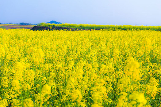 油菜花