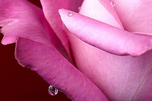 粉红玫瑰,水滴