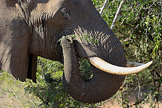 非洲象,头像,进食,南卢安瓜国家公园,赞比亚,非洲