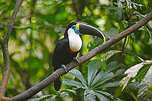 巨嘴鸟,野生动物,救助,省,厄瓜多尔,南美