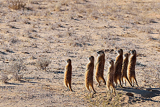 群,猫鼬,站立,专注,卡拉哈迪大羚羊国家公园,北开普,南非,非洲