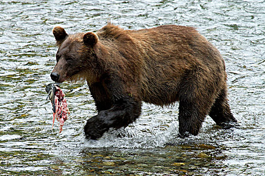 大灰熊,棕熊,捕鱼,阿拉斯加,美国,北美