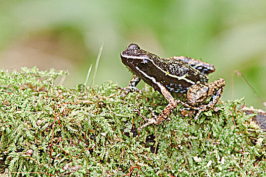 青蛙,栖息,苔藓,枝条,亚马逊地区,厄瓜多尔
