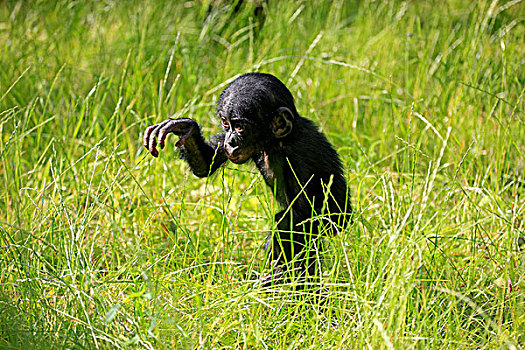 倭黑猩猩,俾格米人,黑猩猩,幼小,非洲