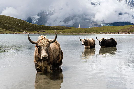 牦牛,站在水中,冰,湖,布拉加,地区,尼泊尔,亚洲