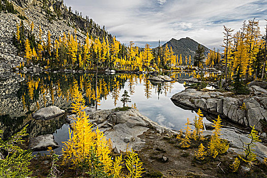 美国,华盛顿,亚高山,落叶松属植物,落叶松属,围绕,马掌,湖,高山,荒野