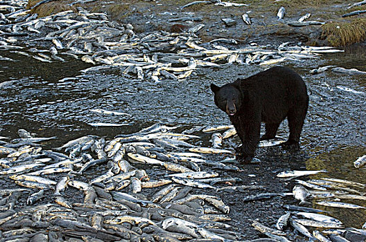 黑熊,美洲黑熊,粉色,三文鱼,太平洋鲑属,卵,阿拉斯加