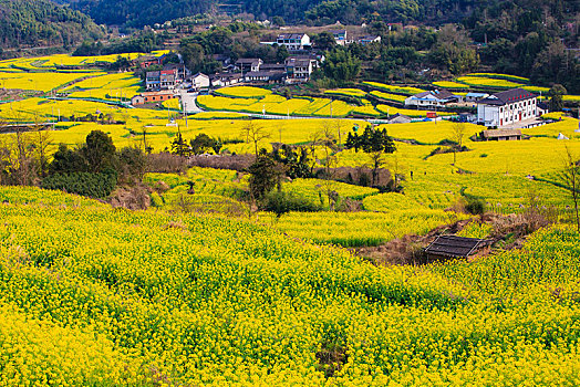 西畈,油菜花,花海,田园,梯田,春光