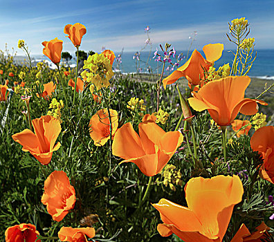 花菱草,花,大,加利福尼亚