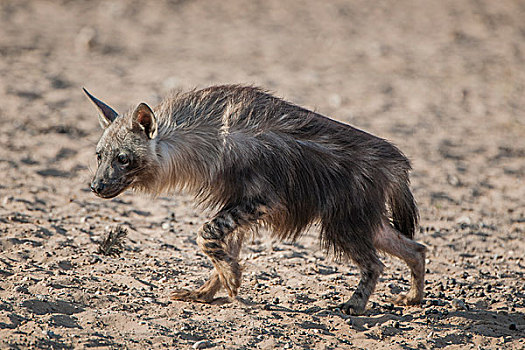 褐色,鬣狗,卡拉哈迪大羚羊国家公园,北开普,南非,非洲