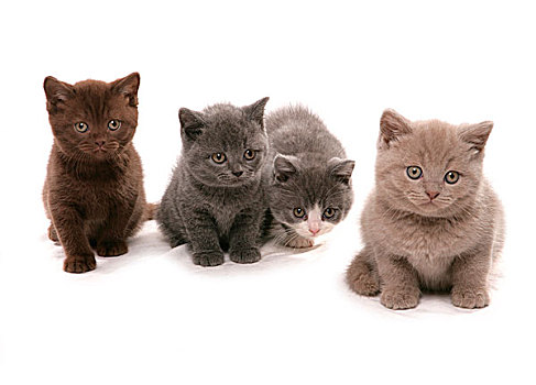 家猫,英国短毛猫,四个,小猫,坐