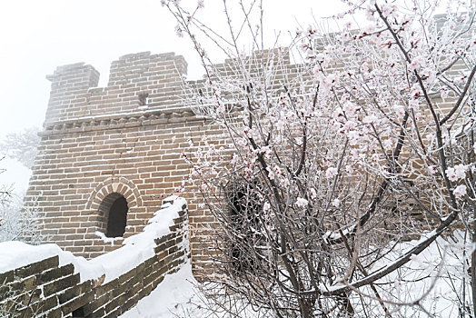 长城冰雪桃花