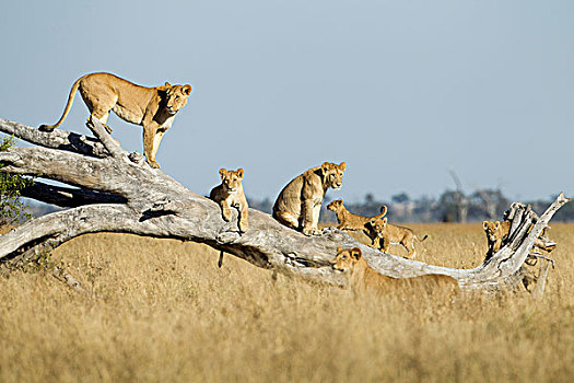 非洲,博茨瓦纳,乔贝国家公园,雌狮,狮子,幼兽,攀登,死,刺槐,萨维提,湿地
