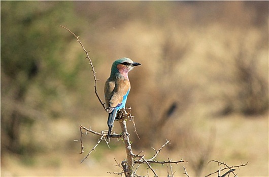 紫胸佛法僧鸟,佛法僧属,埃托沙国家公园