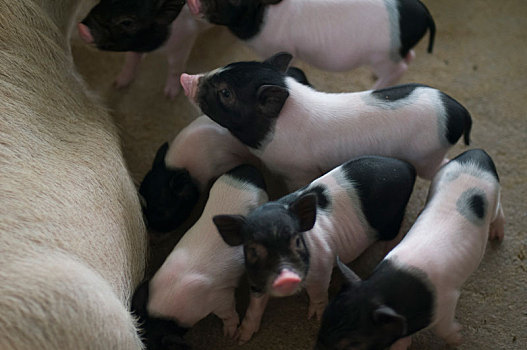 巴马特产巴马香猪的养殖之小猪吃奶