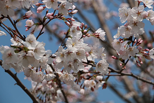 樱花