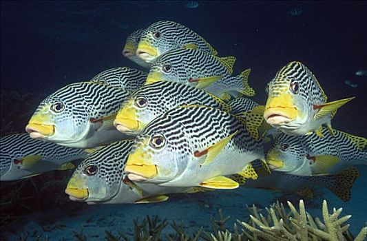 甜唇鱼,鱼群,大堡礁,昆士兰,澳大利亚
