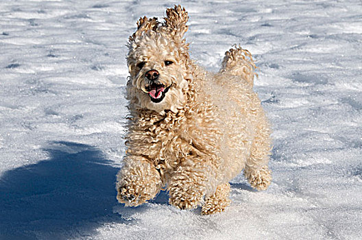 杂交品种,狗,跑,玩雪,北安大略,加拿大