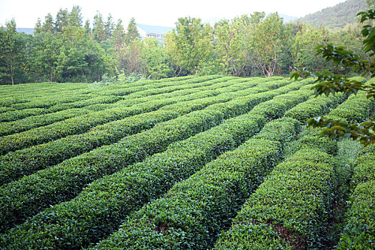 茶园飘香,茶农清晨采茶忙