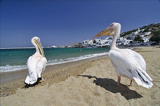 著名,旅游胜地,两个,鹈鹕,海滩,正面,蓝绿色海水,米克诺斯岛,基克拉迪群岛,希腊,欧洲
