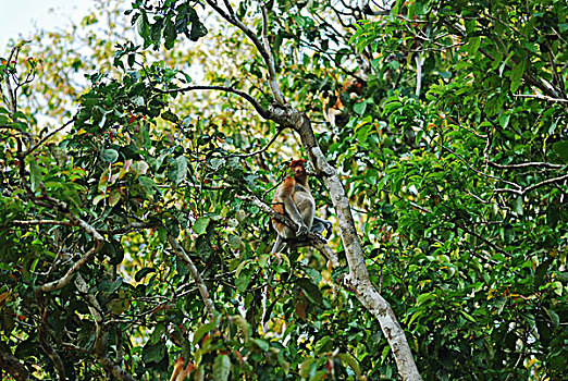 malaysia,borneo,kinabatangan,proboscis,monkey,in,the,trees