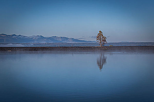 黄石湖,孤木,日出,怀俄明,美国