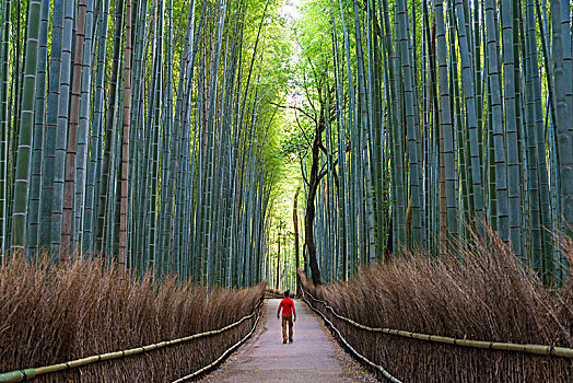 后视图,男人,走,小路,排列,高,竹子,树