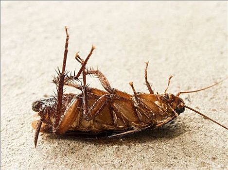 死,蟑螂,大理石地板