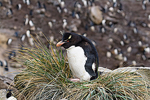 凤冠企鹅,南跳岩企鹅,坐,草丛,草,福克兰群岛